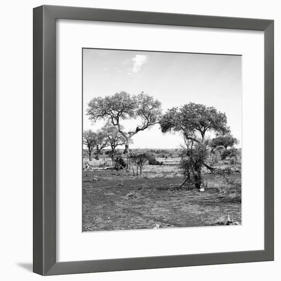 Awesome South Africa Collection Square - African Landscape with Acacia Trees B&W-Philippe Hugonnard-Framed Photographic Print