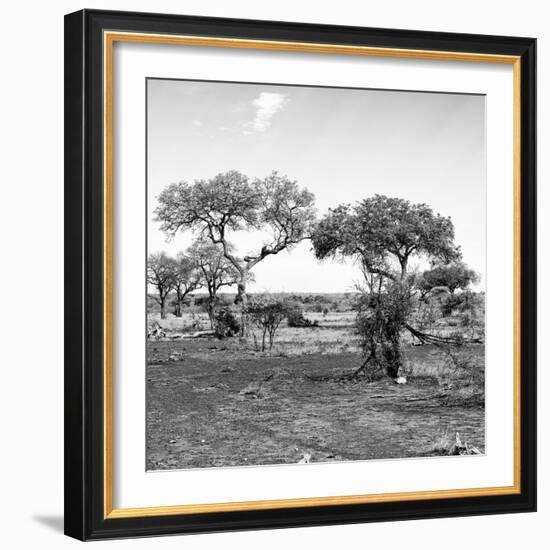 Awesome South Africa Collection Square - African Landscape with Acacia Trees B&W-Philippe Hugonnard-Framed Photographic Print