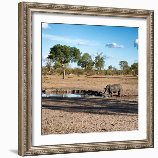 Awesome South Africa Collection Square - African Landscape with Black Rhino-Philippe Hugonnard-Framed Photographic Print