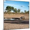 Awesome South Africa Collection Square - African Landscape with Black Rhino-Philippe Hugonnard-Mounted Photographic Print