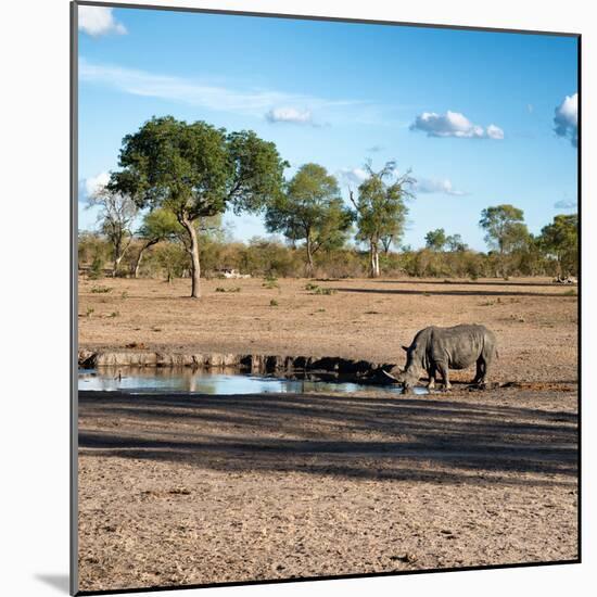 Awesome South Africa Collection Square - African Landscape with Black Rhino-Philippe Hugonnard-Mounted Photographic Print