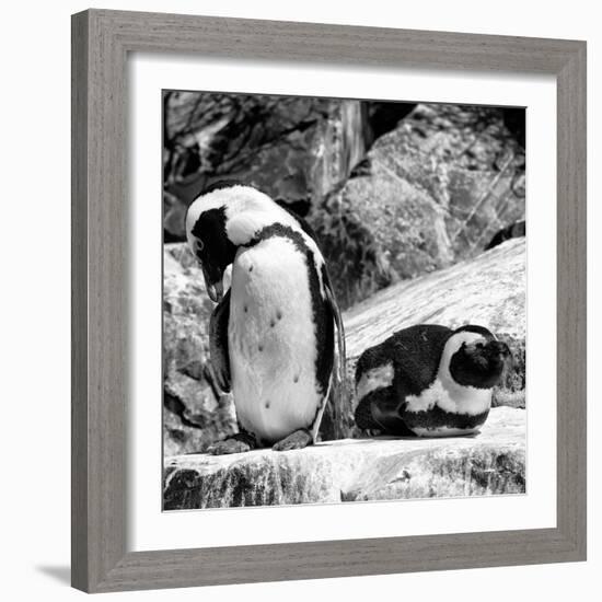 Awesome South Africa Collection Square - African Penguin B&W-Philippe Hugonnard-Framed Photographic Print