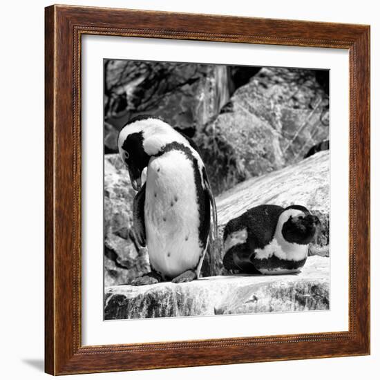 Awesome South Africa Collection Square - African Penguin B&W-Philippe Hugonnard-Framed Photographic Print