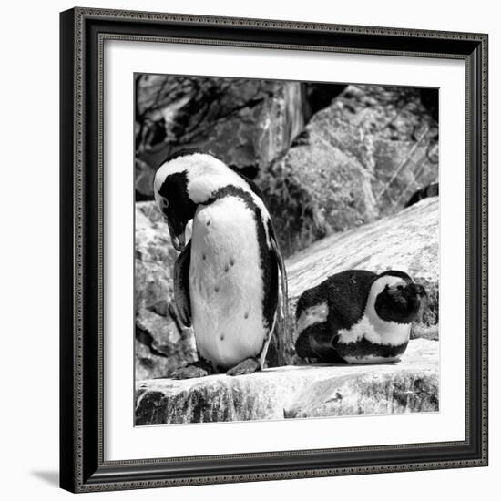 Awesome South Africa Collection Square - African Penguin B&W-Philippe Hugonnard-Framed Photographic Print