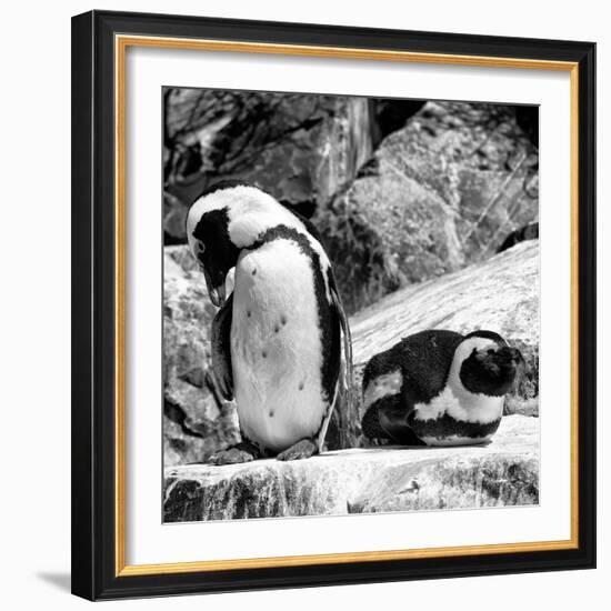 Awesome South Africa Collection Square - African Penguin B&W-Philippe Hugonnard-Framed Photographic Print