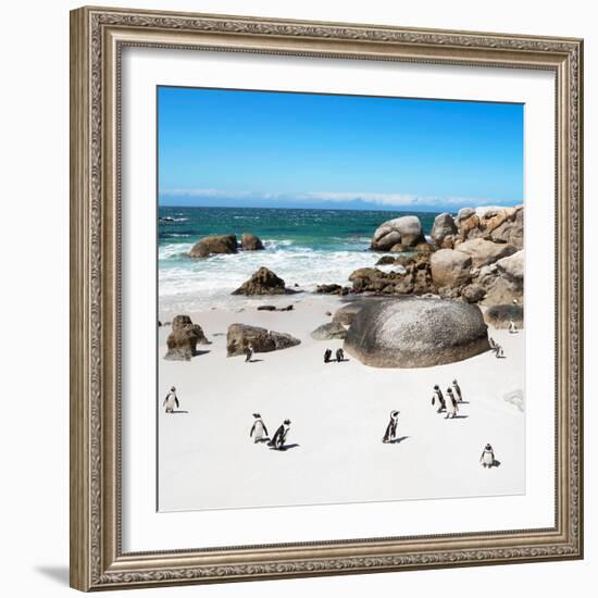 Awesome South Africa Collection Square - African Penguin Colony-Philippe Hugonnard-Framed Photographic Print