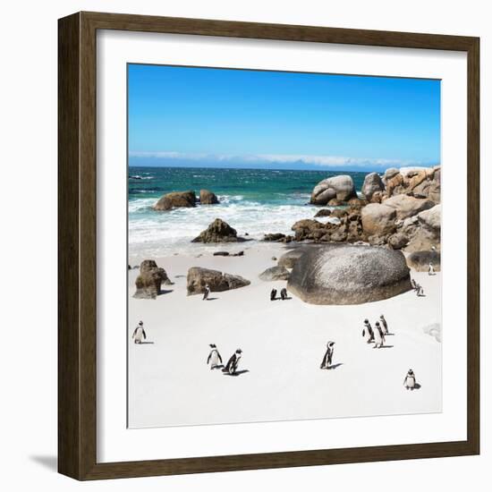 Awesome South Africa Collection Square - African Penguin Colony-Philippe Hugonnard-Framed Photographic Print