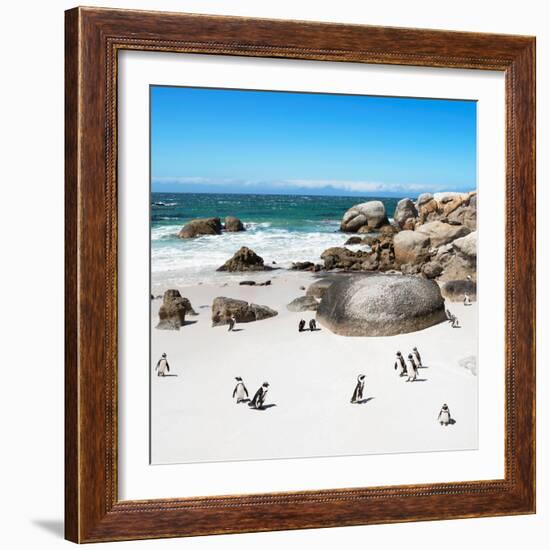 Awesome South Africa Collection Square - African Penguin Colony-Philippe Hugonnard-Framed Photographic Print