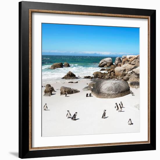 Awesome South Africa Collection Square - African Penguin Colony-Philippe Hugonnard-Framed Photographic Print