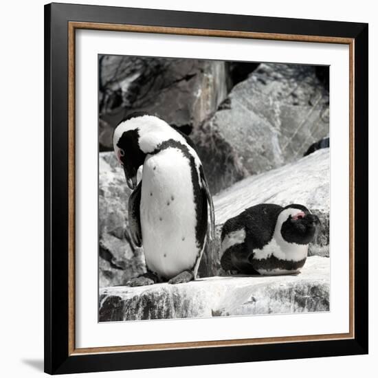 Awesome South Africa Collection Square - African Penguin II-Philippe Hugonnard-Framed Photographic Print