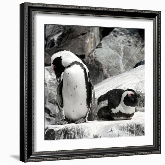 Awesome South Africa Collection Square - African Penguin II-Philippe Hugonnard-Framed Photographic Print