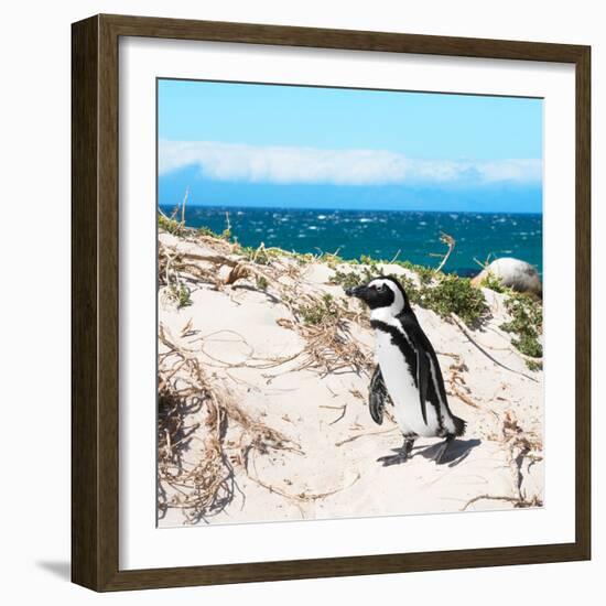 Awesome South Africa Collection Square - African Penguin-Philippe Hugonnard-Framed Photographic Print