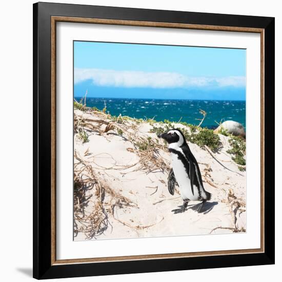 Awesome South Africa Collection Square - African Penguin-Philippe Hugonnard-Framed Photographic Print