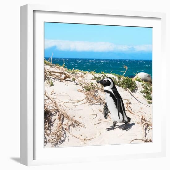 Awesome South Africa Collection Square - African Penguin-Philippe Hugonnard-Framed Photographic Print