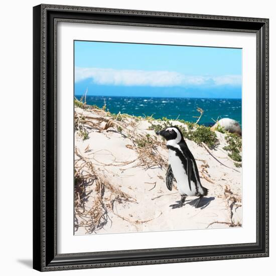 Awesome South Africa Collection Square - African Penguin-Philippe Hugonnard-Framed Photographic Print