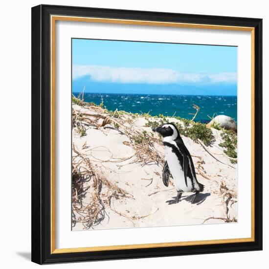 Awesome South Africa Collection Square - African Penguin-Philippe Hugonnard-Framed Photographic Print