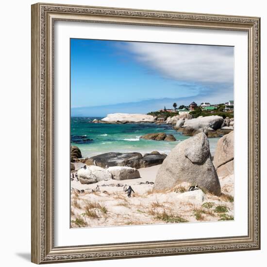 Awesome South Africa Collection Square - African Penguins at Boulders Beach III-Philippe Hugonnard-Framed Photographic Print