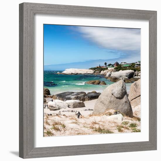 Awesome South Africa Collection Square - African Penguins at Boulders Beach III-Philippe Hugonnard-Framed Photographic Print