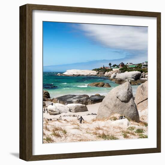 Awesome South Africa Collection Square - African Penguins at Boulders Beach III-Philippe Hugonnard-Framed Photographic Print