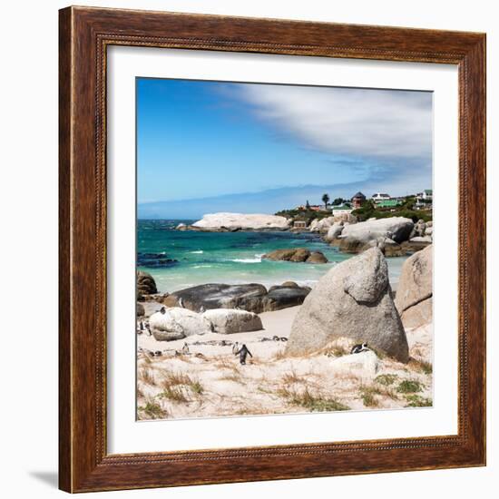 Awesome South Africa Collection Square - African Penguins at Boulders Beach III-Philippe Hugonnard-Framed Photographic Print