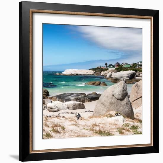 Awesome South Africa Collection Square - African Penguins at Boulders Beach III-Philippe Hugonnard-Framed Photographic Print