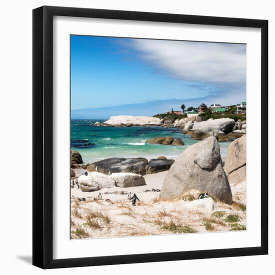 Awesome South Africa Collection Square - African Penguins at Boulders Beach III-Philippe Hugonnard-Framed Photographic Print