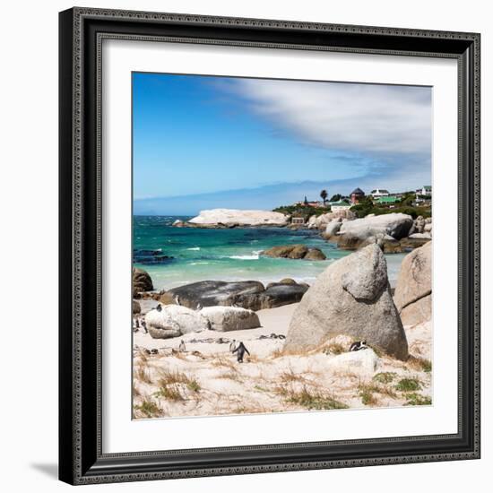 Awesome South Africa Collection Square - African Penguins at Boulders Beach III-Philippe Hugonnard-Framed Photographic Print