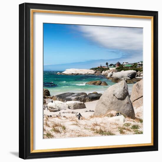 Awesome South Africa Collection Square - African Penguins at Boulders Beach III-Philippe Hugonnard-Framed Photographic Print