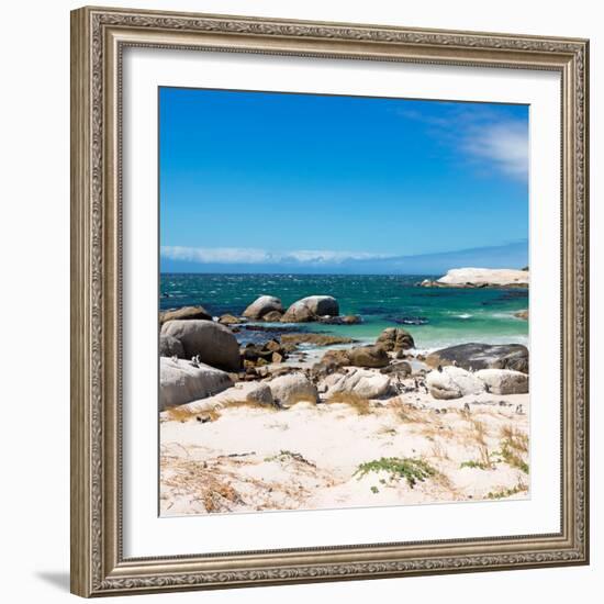 Awesome South Africa Collection Square - African Penguins at Boulders Beach-Philippe Hugonnard-Framed Photographic Print