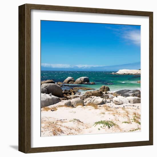 Awesome South Africa Collection Square - African Penguins at Boulders Beach-Philippe Hugonnard-Framed Photographic Print