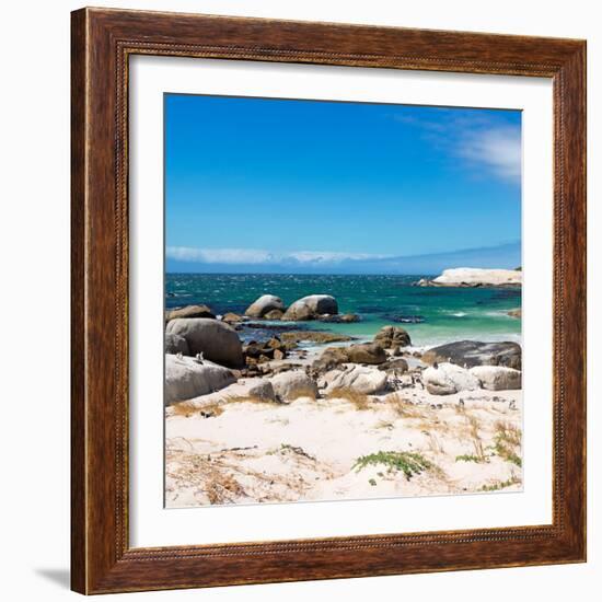 Awesome South Africa Collection Square - African Penguins at Boulders Beach-Philippe Hugonnard-Framed Photographic Print