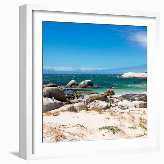 Awesome South Africa Collection Square - African Penguins at Boulders Beach-Philippe Hugonnard-Framed Photographic Print