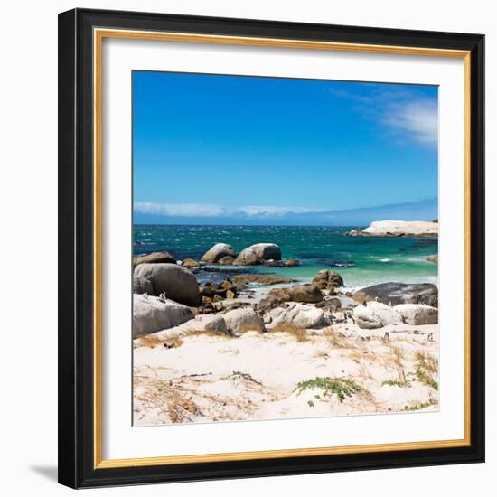 Awesome South Africa Collection Square - African Penguins at Boulders Beach-Philippe Hugonnard-Framed Photographic Print