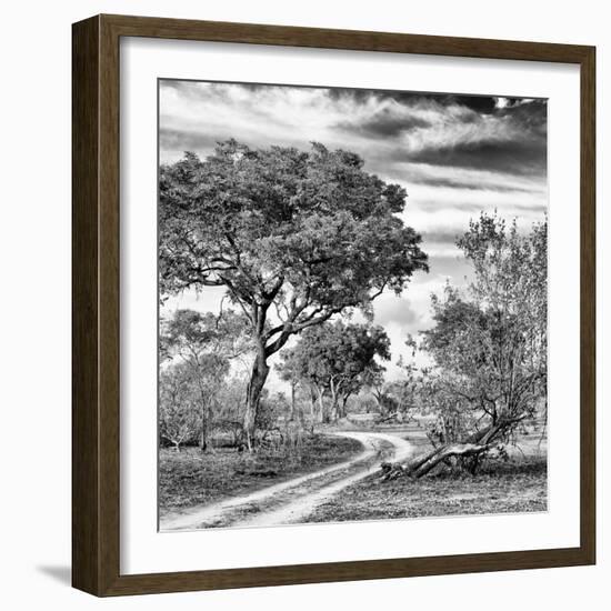 Awesome South Africa Collection Square - African Safari Road B&W-Philippe Hugonnard-Framed Photographic Print