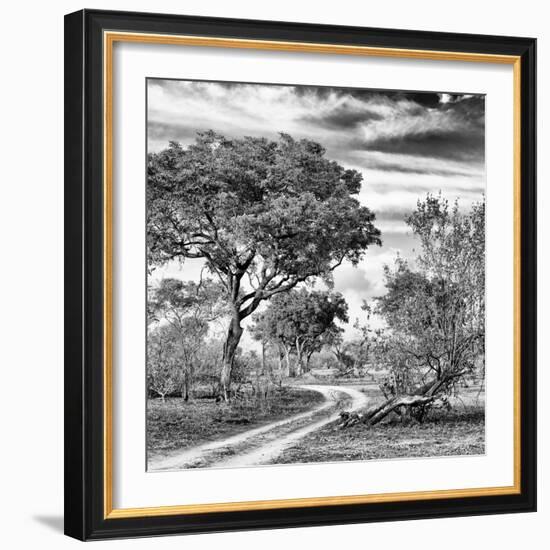 Awesome South Africa Collection Square - African Safari Road B&W-Philippe Hugonnard-Framed Photographic Print