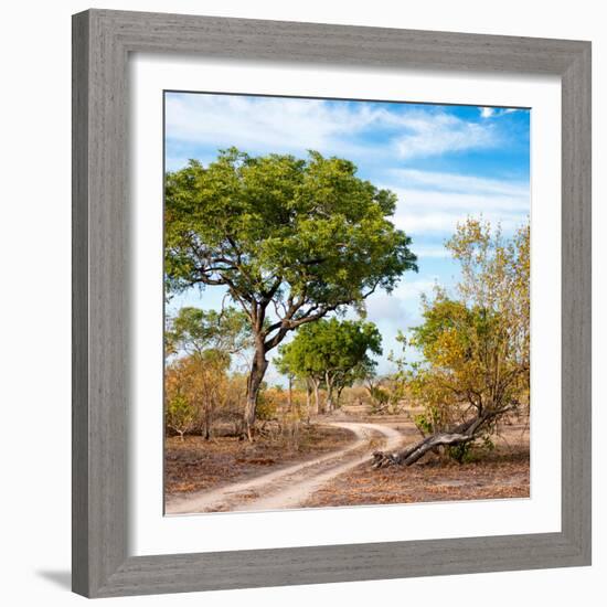 Awesome South Africa Collection Square - African Safari Road-Philippe Hugonnard-Framed Photographic Print