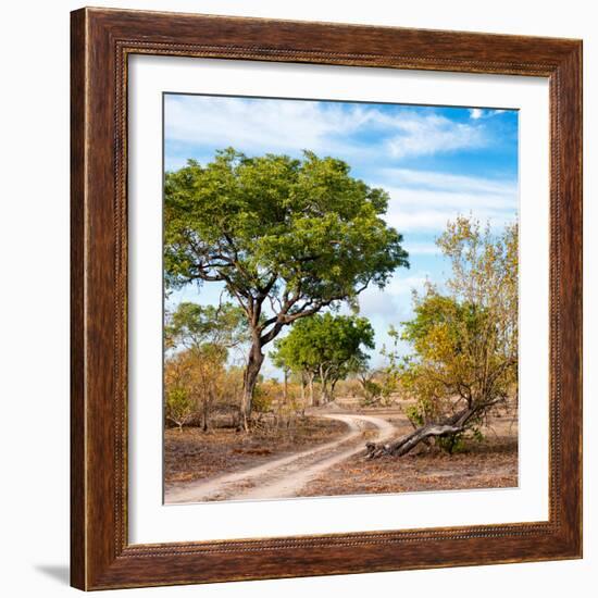 Awesome South Africa Collection Square - African Safari Road-Philippe Hugonnard-Framed Photographic Print