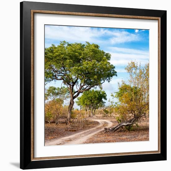 Awesome South Africa Collection Square - African Safari Road-Philippe Hugonnard-Framed Photographic Print