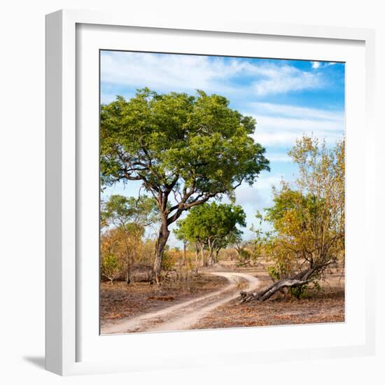 Awesome South Africa Collection Square - African Safari Road-Philippe Hugonnard-Framed Photographic Print