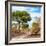 Awesome South Africa Collection Square - African Safari Road-Philippe Hugonnard-Framed Photographic Print