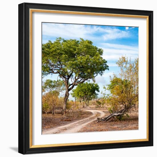 Awesome South Africa Collection Square - African Safari Road-Philippe Hugonnard-Framed Photographic Print