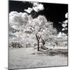 Awesome South Africa Collection Square - Another Look Savannah-Philippe Hugonnard-Mounted Photographic Print