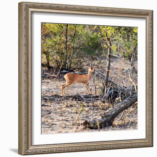 Awesome South Africa Collection Square - Baby Impala-Philippe Hugonnard-Framed Photographic Print