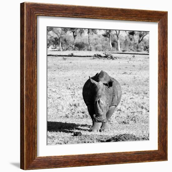 Awesome South Africa Collection Square - Black Rhino B&W-Philippe Hugonnard-Framed Photographic Print