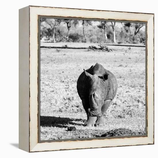 Awesome South Africa Collection Square - Black Rhino B&W-Philippe Hugonnard-Framed Premier Image Canvas