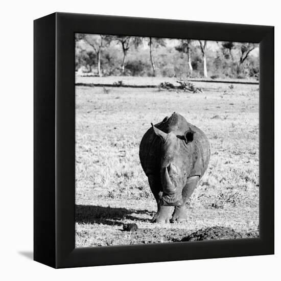 Awesome South Africa Collection Square - Black Rhino B&W-Philippe Hugonnard-Framed Premier Image Canvas