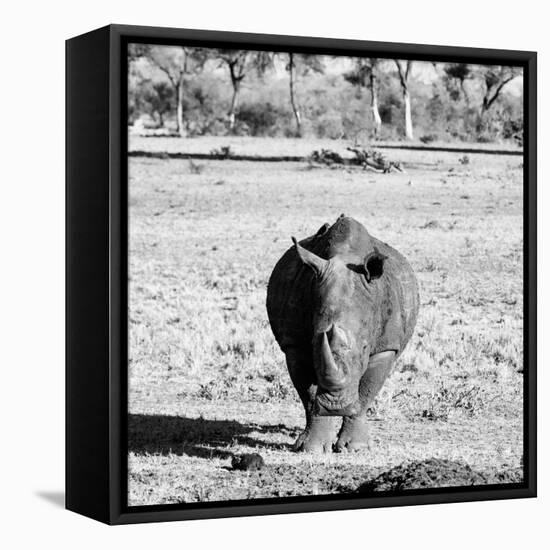 Awesome South Africa Collection Square - Black Rhino B&W-Philippe Hugonnard-Framed Premier Image Canvas