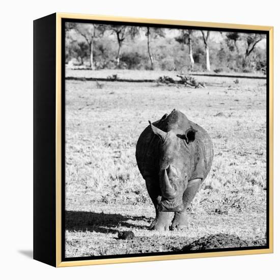 Awesome South Africa Collection Square - Black Rhino B&W-Philippe Hugonnard-Framed Premier Image Canvas