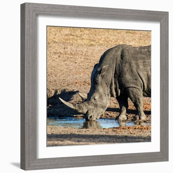 Awesome South Africa Collection Square - Black Rhino drinking from pool of water at Sunset-Philippe Hugonnard-Framed Photographic Print