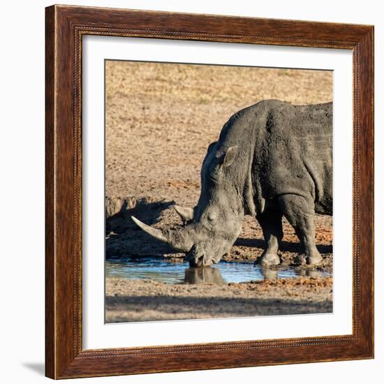 Awesome South Africa Collection Square - Black Rhino drinking from pool of water at Sunset-Philippe Hugonnard-Framed Photographic Print